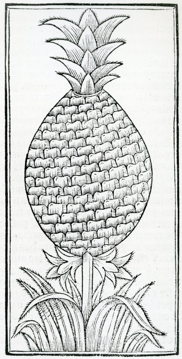 Illustration från "Of the Natural History of the Indies", av Gonzalo Fernandez de Oviedo (1478–1557) av French School