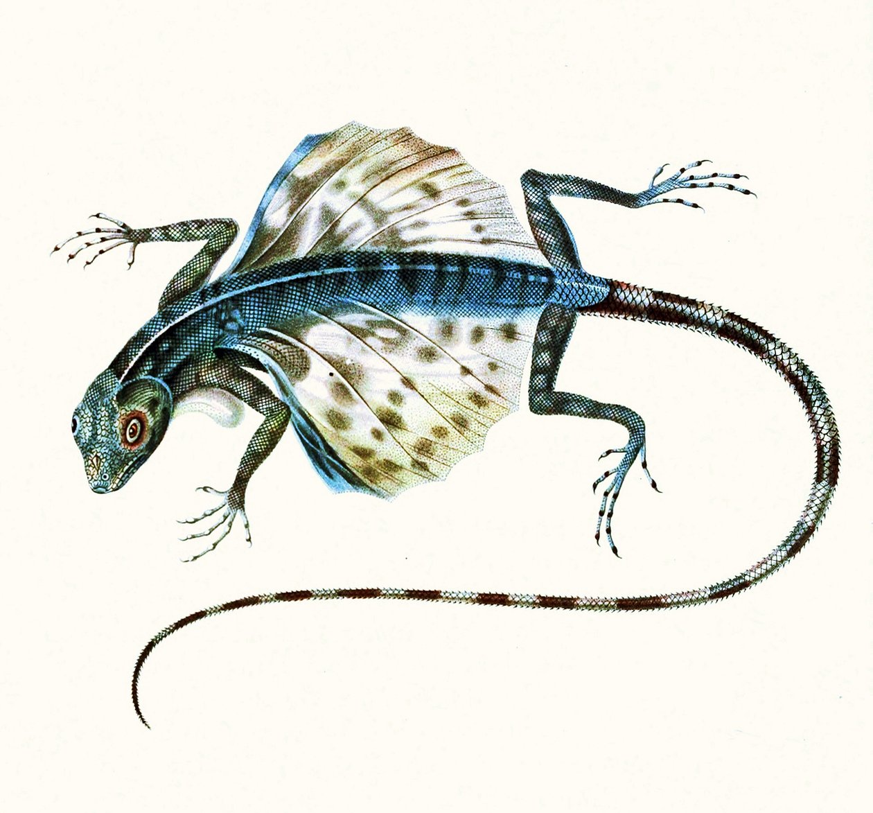 Illustration av den glidande ödlan - Draco Volans 1831 (färggravyr) av French School
