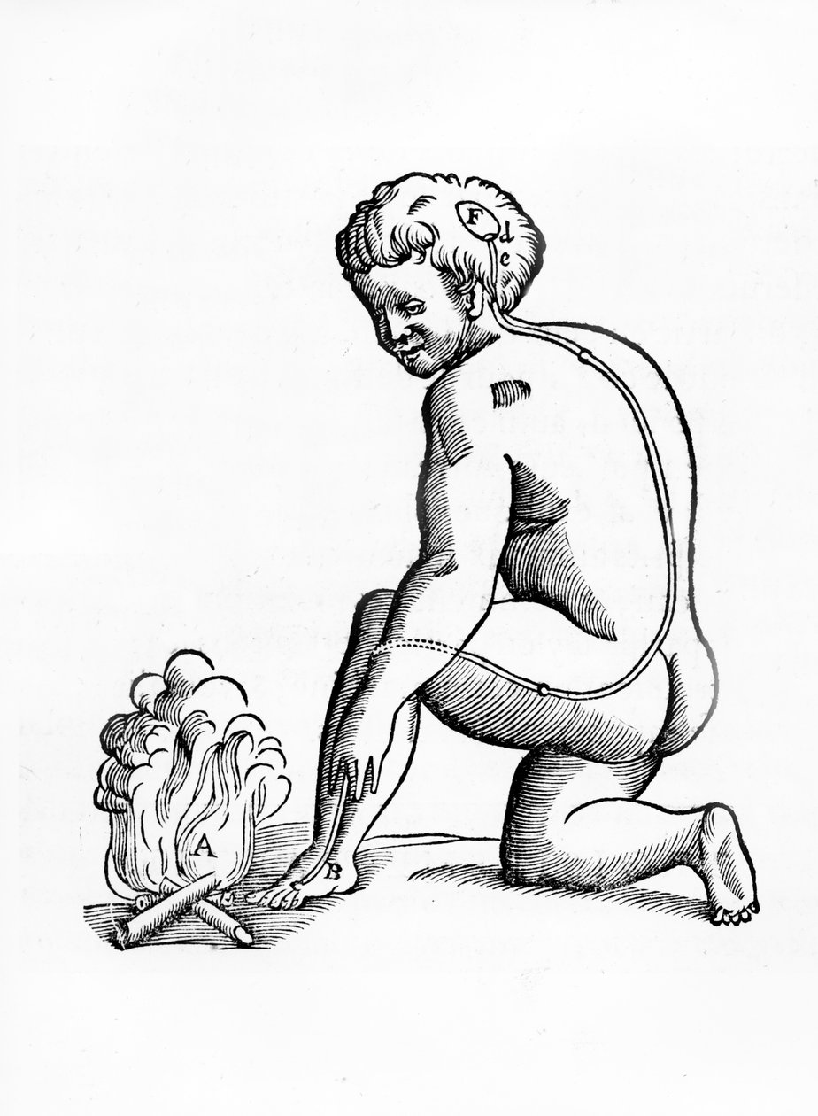 Illustration av hur kanalerna från tallkottkörteln fungerar på det mänskliga nervsystemet i relation till en reaktion på brand, från Tractatus de Homine, publicerad i Amsterdam av Elsevier, 1677 (skogar) av French School