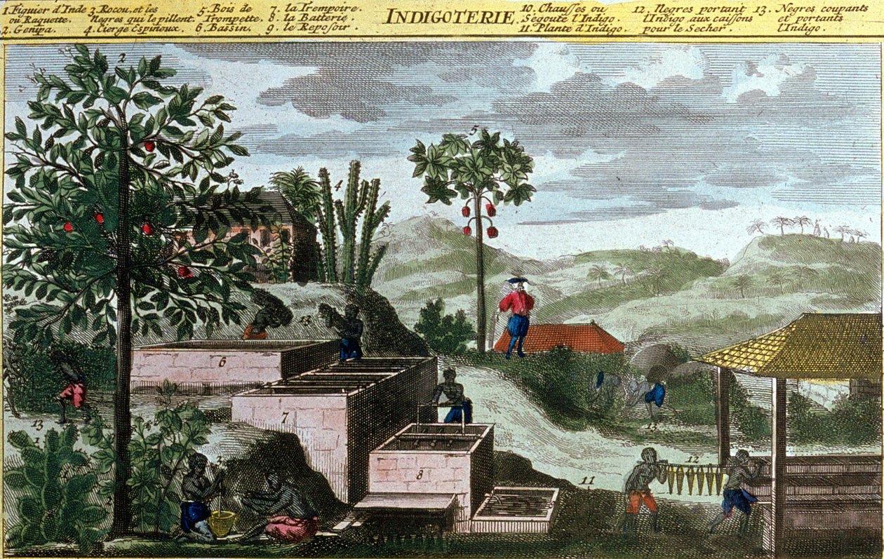 Indigoterie i Västindien, detalj av 00155 - i "" Allmän historia om Antillerna bebodda av fransmännen av Du Tertre", tidigt 1800-tal av French School