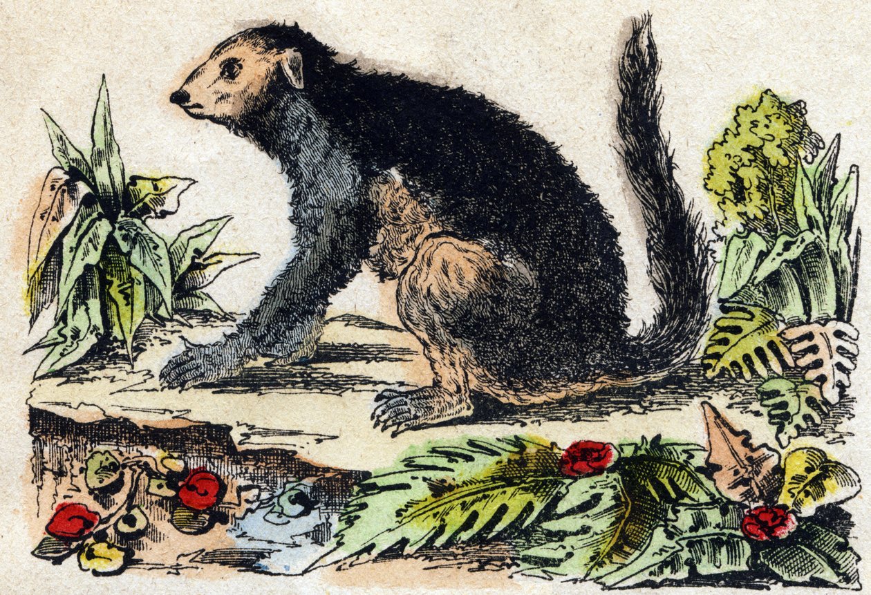 Indri (lemurier). Gravyr i "" Alphabet des animaux sauvages"". 9:e serien. Bildspråk av Epinal, Pellerin, tryckare-förlag, ca 1870. Gravyrer på trä, stencilerade. 16 sidor. Mått: 20 x 15 cm. Privat samling av French School