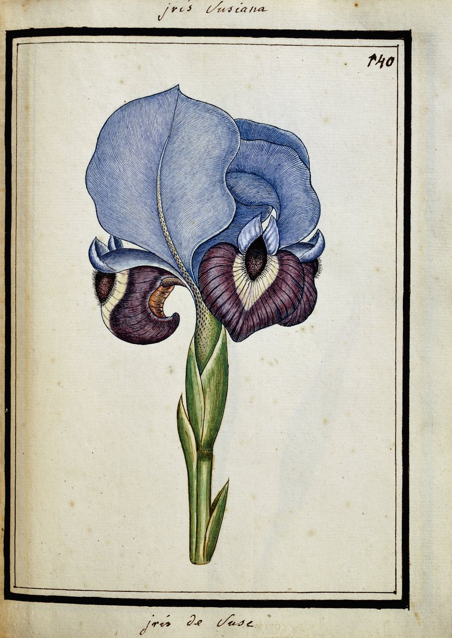 Iris Susana av French School