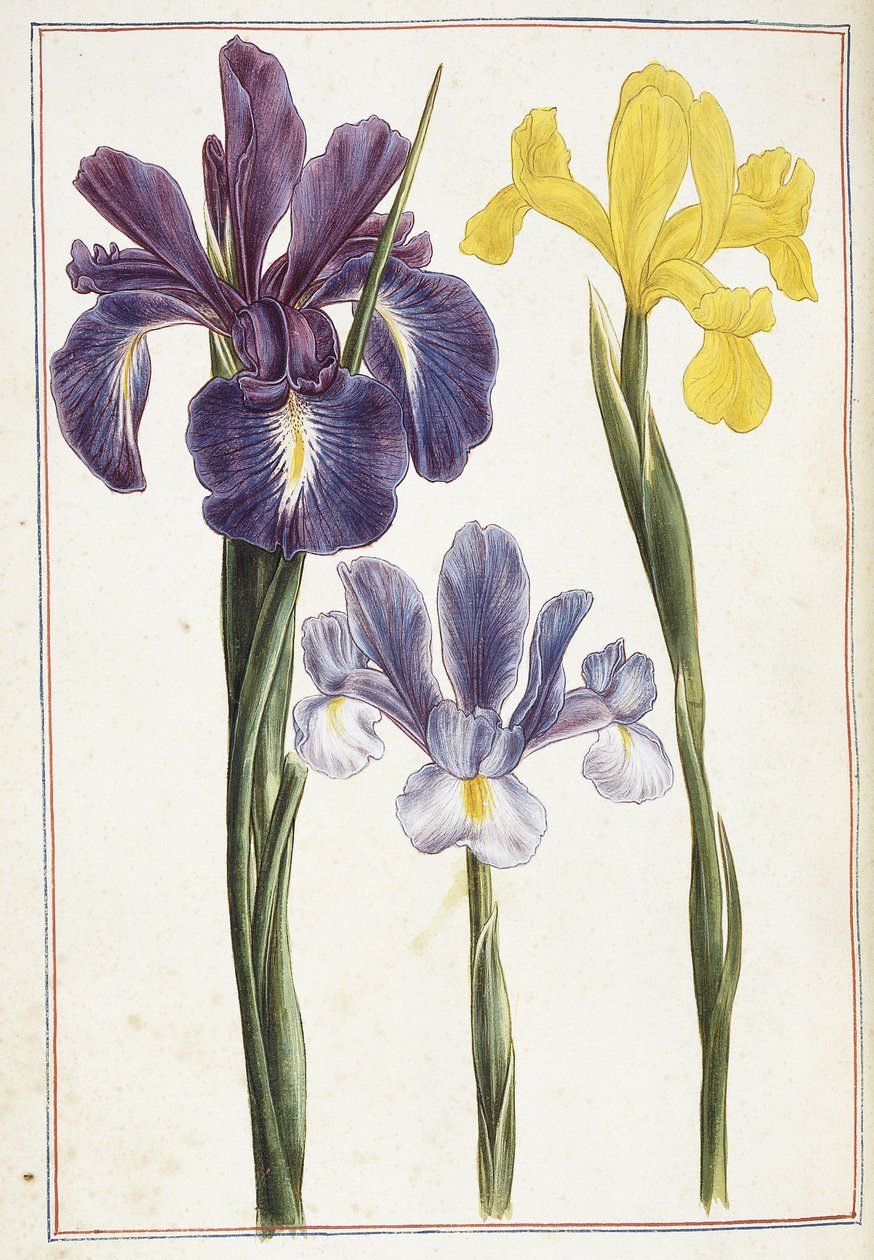 Iris, 1700-tal av French School