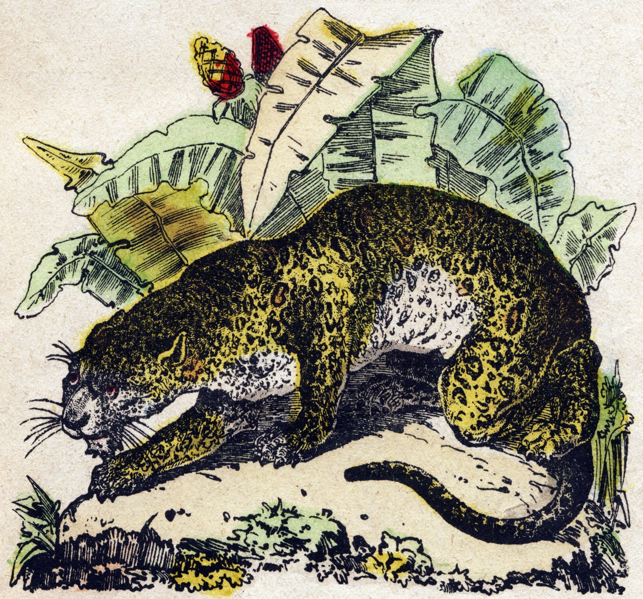 Jaguar. Gravyr i "" Alphabet des animaux sauvages"". 9:e serien. Bildspråk av Epinal, Pellerin, tryckare-förlag, ca 1870. Gravyrer på trä, stencilerade. 16 sidor. Mått: 20 x 15 cm. Privat samling av French School
