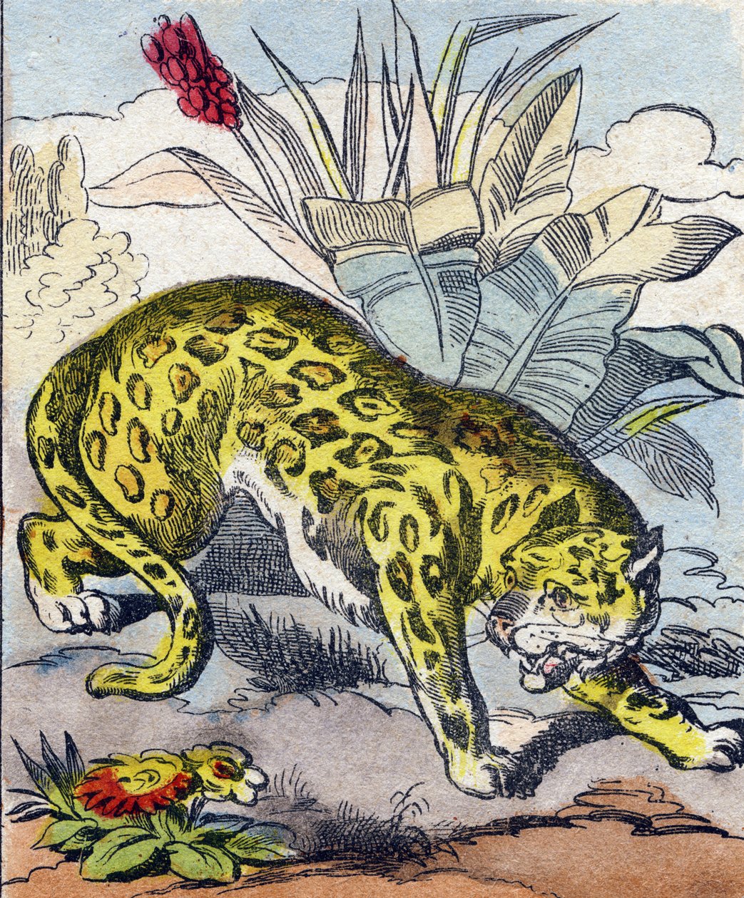 Jaguar. Gravyr i "Buffon Alphabet des Animaux". 3:e serien N 1. Avbildning av Epinal, Epinal, sent 1800-tal. 16 sidor. Mått: 28x21cm av French School