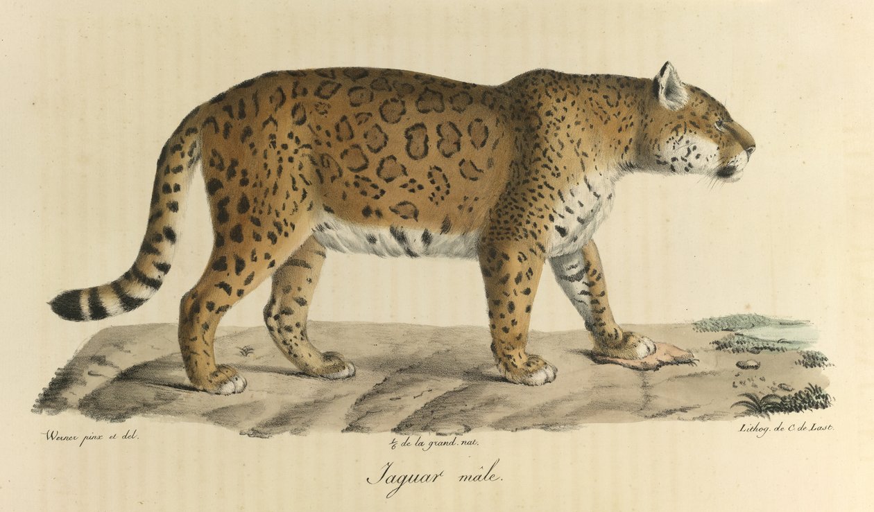 Han jaguar. En jaguarman, från Natural History of Mammals (färg litho) av French School