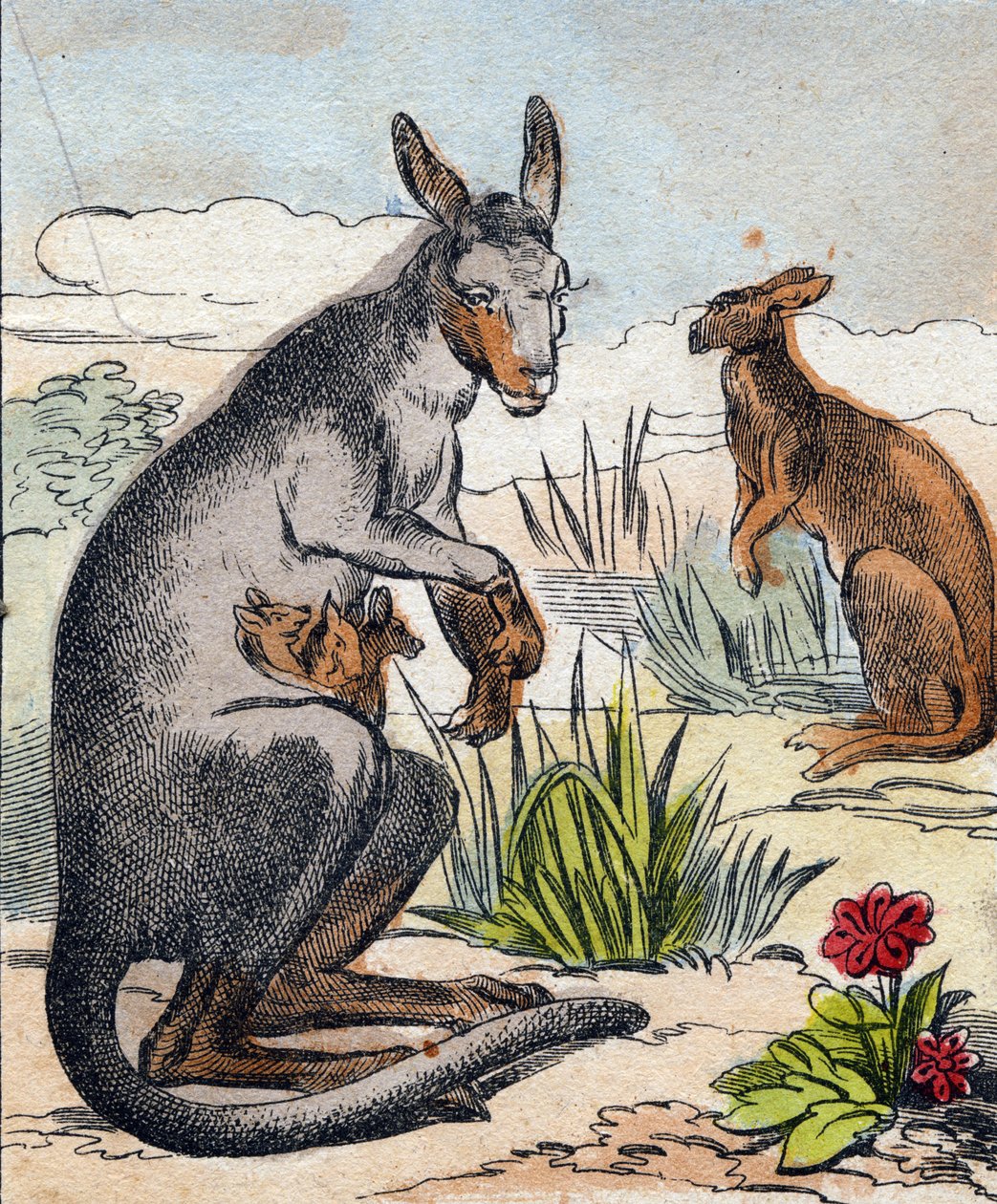 Känguru. Gravyr i "Buffon Alphabet des Animaux". 3:e serien N 1. Avbildning av Epinal, Epinal, sent 1800-tal. 16 sidor. Mått: 28x21cm av French School