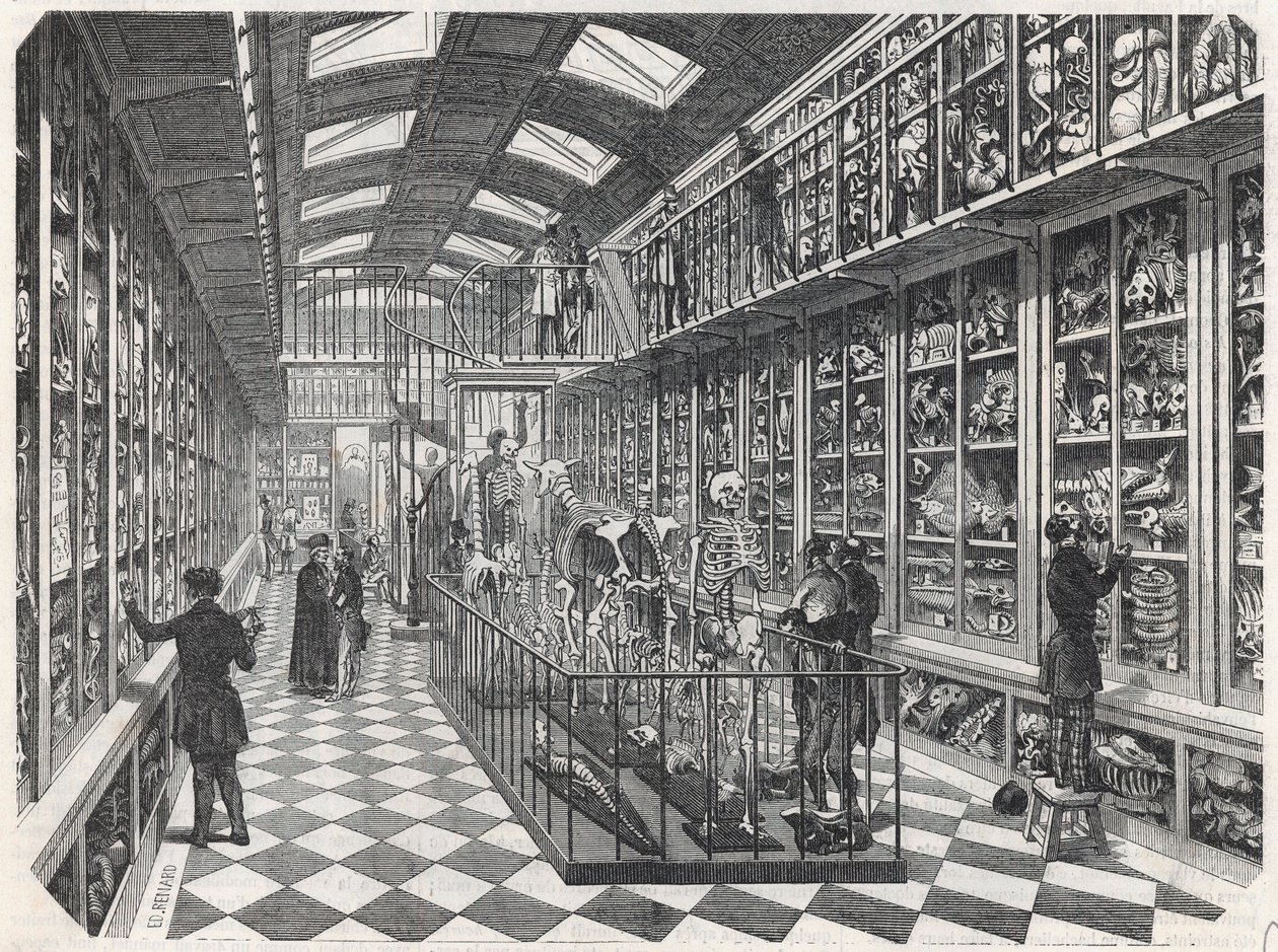 Paris School of Medicine - The Comparative Anatomy Gallery - Gravyr i "" Tableau-de-Paris"" av Edmond Texier 1852. av French School