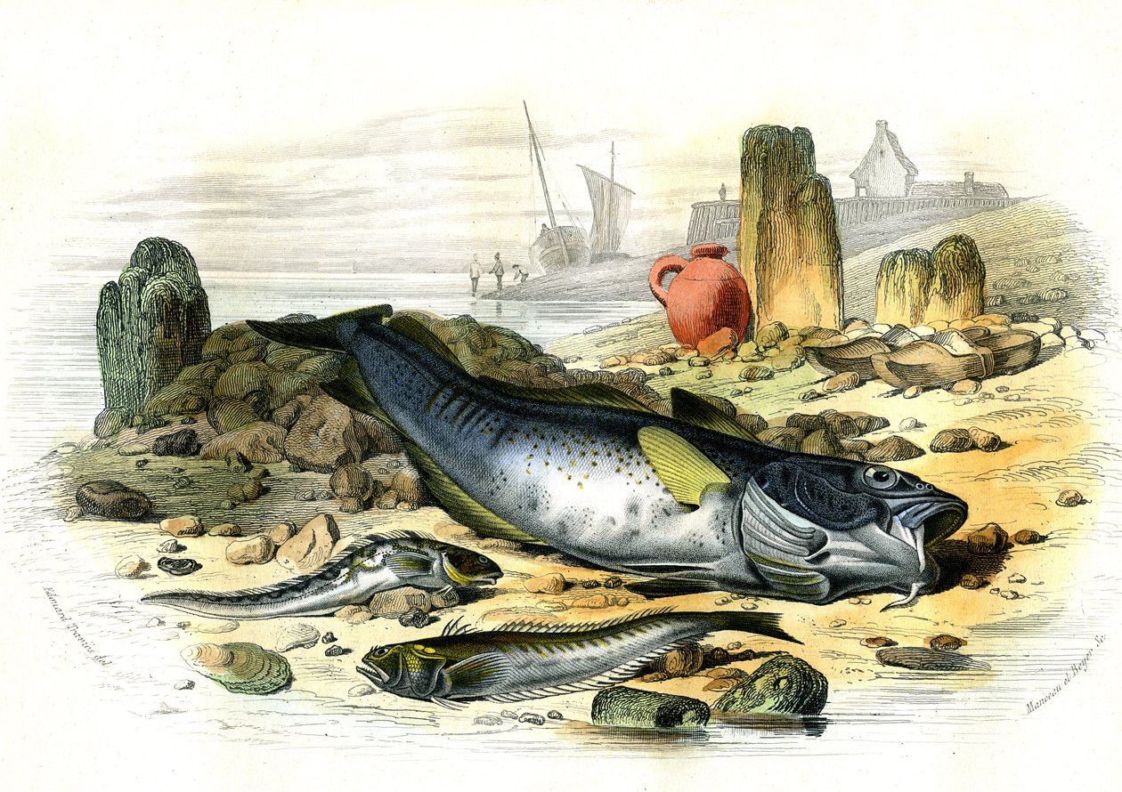 The Oviparous Blennie (Blennius viviparus), under trachine vive och gad torsken - Tallrik extraherad från Histoire Naturelle av Bernard Germain de Lacepede (1856-1925), upplaga P.Furme, Paris av French School