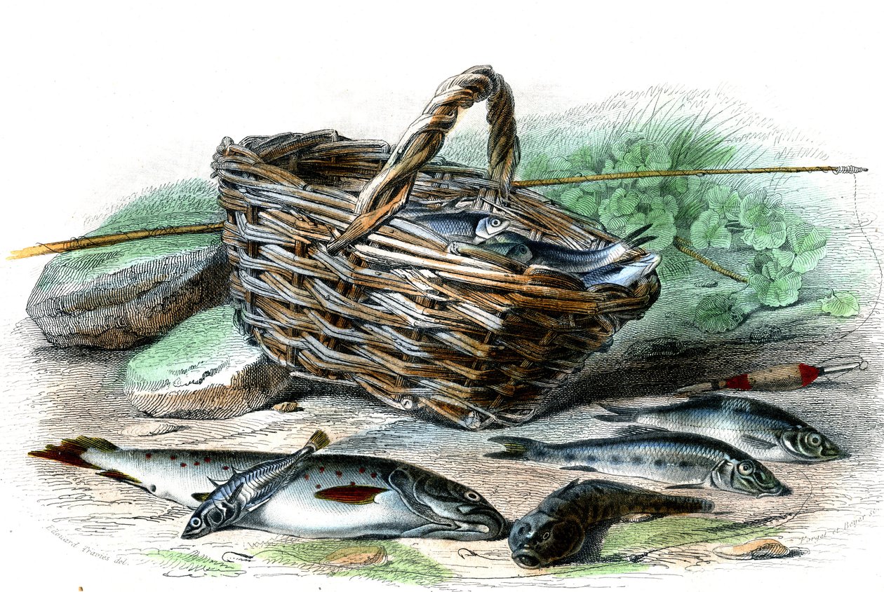 Öringen (Salmo Trutta), Chabots cote (Collus Chabraea), spenaten (Gasterosteus aculeatus), stören (Gobio Gobio), den dugliga (Alburnus Alburnus) - Tallrik från Natural History av Bernard Germain de Lacepede (1856-1925) , P. Furme upplaga, Paris av French School