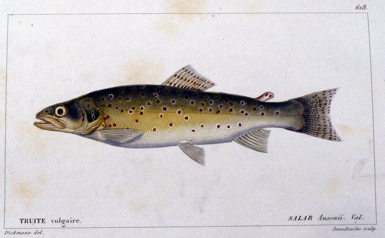 Den vanliga öringen enligt "Natural history of fish"" av Cuvier, Valenciennes, Paris av French School