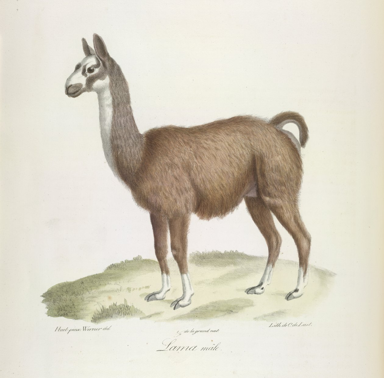 Male Lama, från Natural History of Mammals (färg litho) av French School