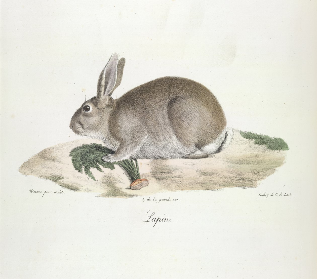 Kanin, kanin, från Natural History of Mammals (färg litho) av French School