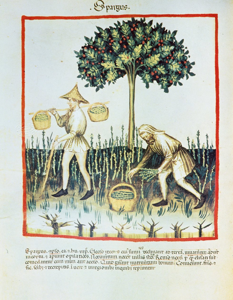 Lat. 9333 folio 23v "Spargus" (Sparrisplockare) från Tacuinum sanitatis, av Ibn Butlân (pergament) av French School