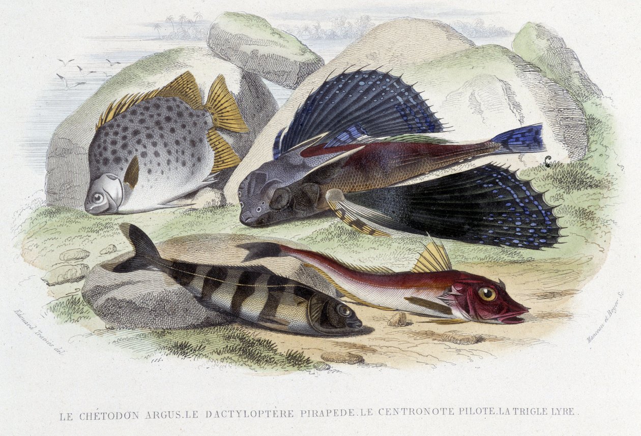 Chatodon argus, tyloptera pirapede, centronote pilot, trigle lyra - i "Histoire Naturelle" av Lacépède, red. Veurne, Paris av French School
