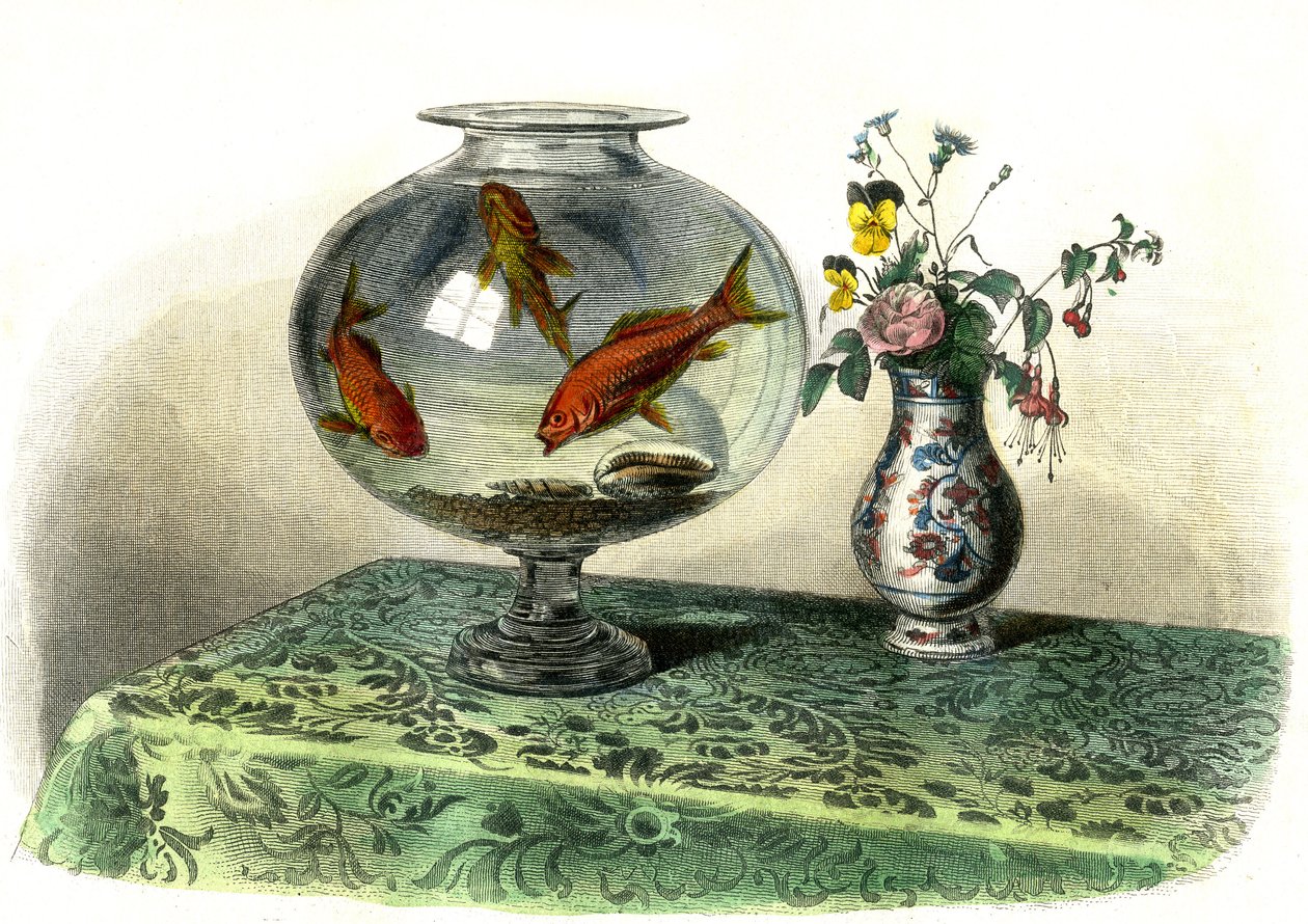 Den gyllene cyprinen (Cyprinus Auratus) - Tallrik extraherad från Histoire Naturelle av Bernard Germain de Lacepede (1856-1925), upplaga P.Furme, Paris av French School