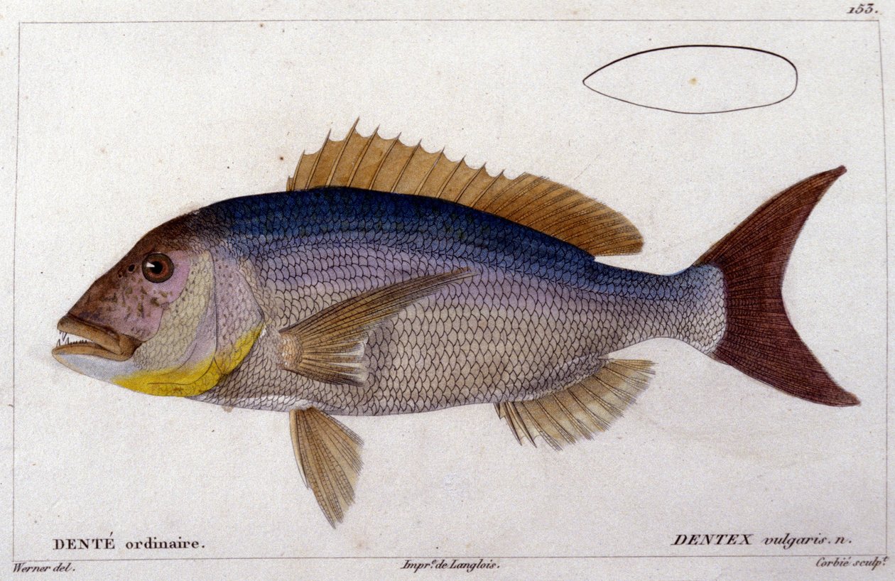 Dentex från "Histoire naturelle des poissons" av Cuvier, Valenciennes, Paris av French School