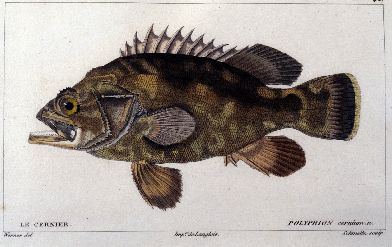 Gruppen enligt "Natural history of fish"" av Cuvier, Valenciennes, Paris av French School