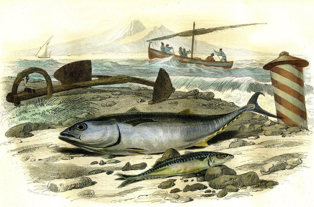 Le thon (Scomber Thynnus), le mackereau (Scomber Scombrus) - Tallrik extraherad från Histoire Naturelle av Bernard Germain de Lacepede (1856-1925), upplaga P.Furme, Paris av French School