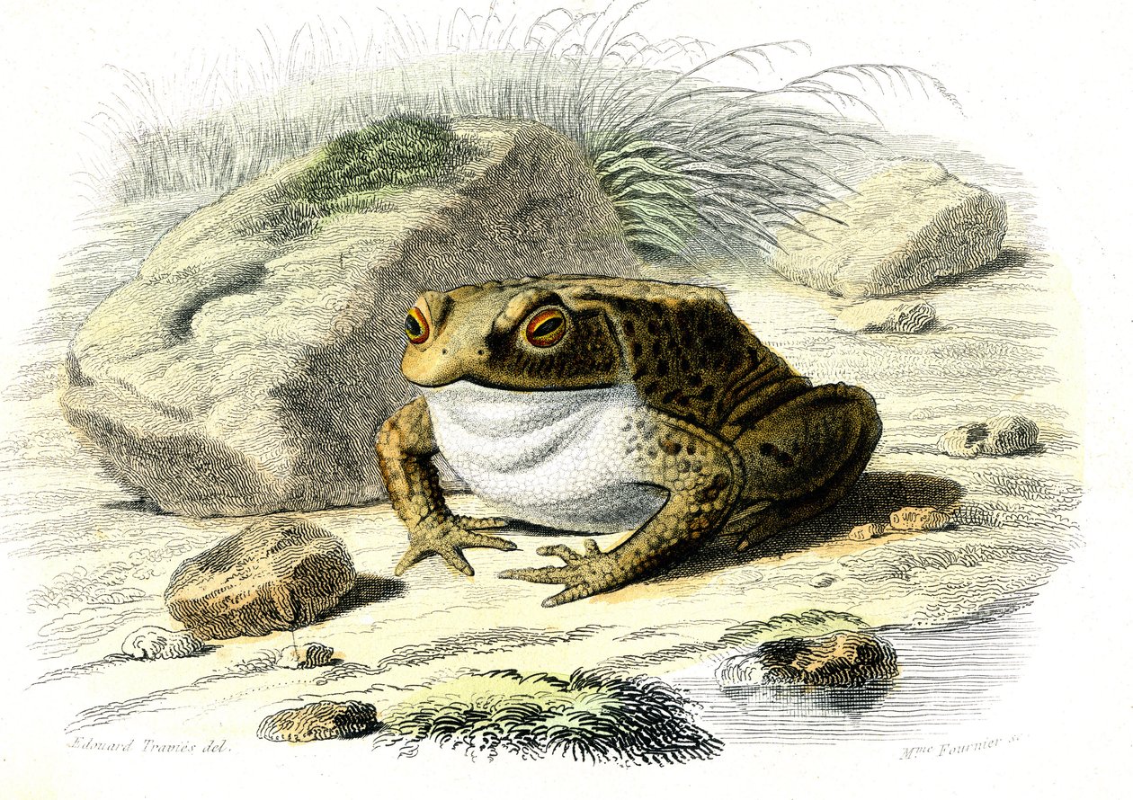 Le padda (Bufo vulgaris) - Tallrik från Natural History av Bernard Germain de Lacepede (1856-1925), upplaga P.Furme, Paris av French School