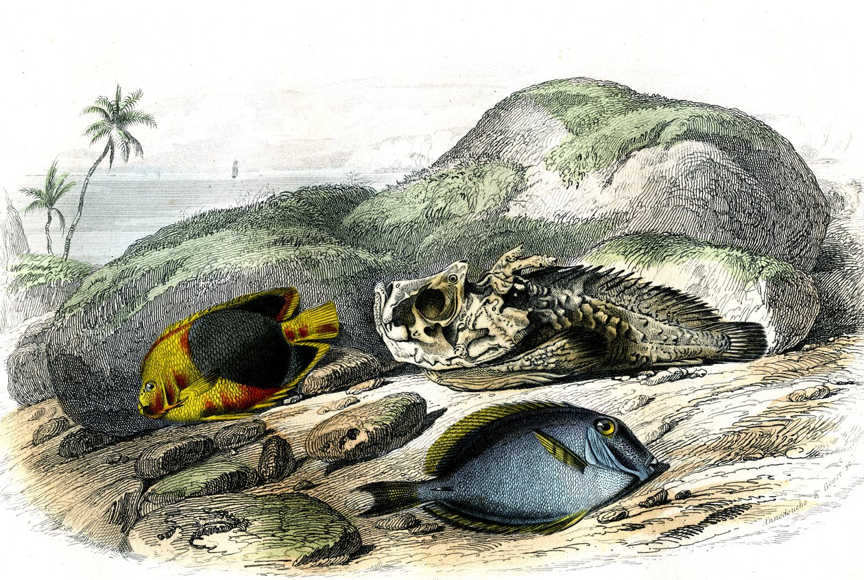 Tricoloren (Holocanthus tricolor), det hemska och suget (Acanthurus Surgery) - Tallrik extraherad från Histoire Naturelle av Bernard Germain de Lacepede (1856-1925), upplaga P.Furme, Paris av French School