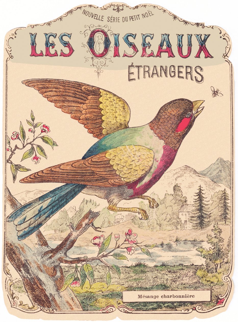 Les Oiseaux Étrangers: omslag till album. Charbonnière mesange, sent 1800-tal (tryck) av French School