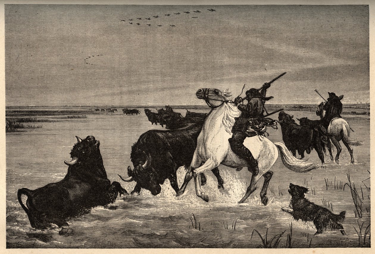 Camargues oxar (nötkreatur) efter målningen av vayson- gravyr i "" PATRIE" - gravering i "" PATILE"" - BESKRIVNING PINTUREQUIRESSE DE LA FRANCE I 6 VOLURES AV LUCIEN HUARD - slutet av 1800-talet av French School