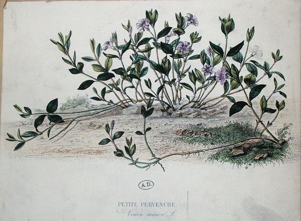 Lesser Periwinkle eller Vinca minor (färgad gravyr) av French School