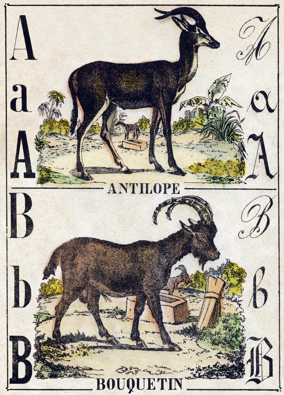 Bokstaven A antilop; B stenbock. Gravyr i "" Alphabet des animaux sauvages"". 9:e serien. Bildspråk av Epinal, Pellerin, tryckare-förlag, cirka 1870. Gravyrer på trä, stencilerade. 16 sidor. Mått: 20 x 15 cm. Privat samling av French School