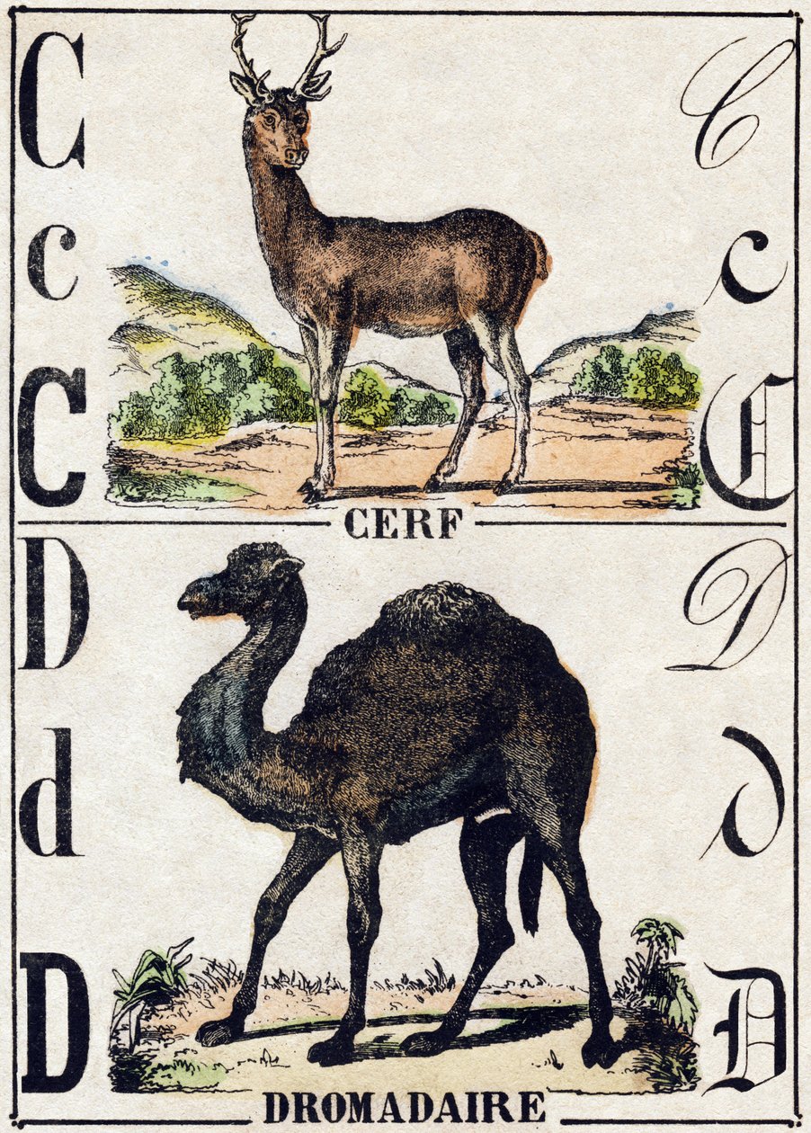 Bokstaven C Rådjur; D Dromedar. Gravyr i "" Alphabet des animaux sauvages"". 9:e serien. Bildspråk av Epinal, Pellerin, tryckare-förlag, ca 1870. Gravyrer på trä, stencilerade. 16 sidor. Mått: 20 x 15 cm. Privat samling av French School