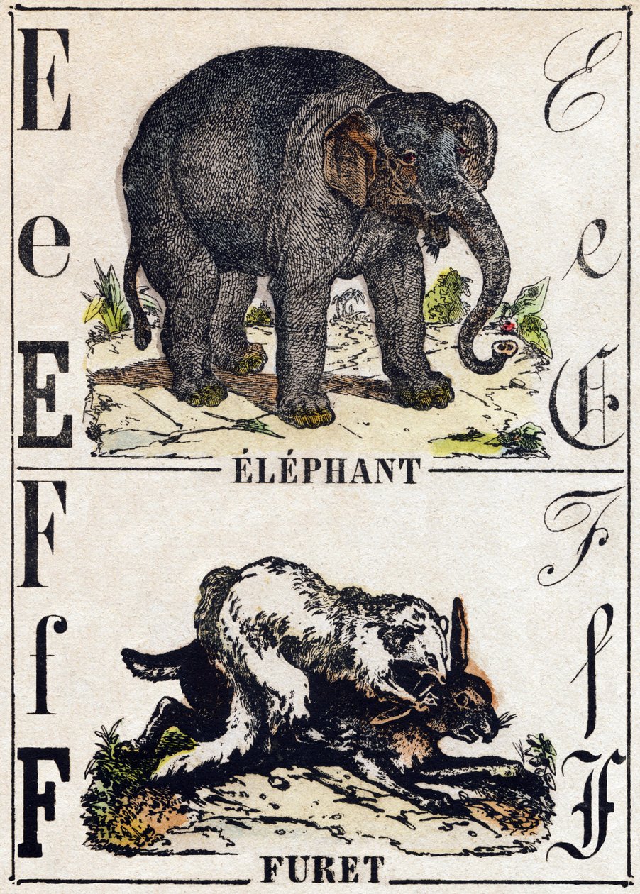 Bokstaven E elefant; F Iller. Gravyr i "" Alphabet des animaux sauvages"". 9:e serien. Bildspråk av Epinal, Pellerin, tryckare-förlag, ca 1870. Gravyrer på trä, stencilerade. 16 sidor. Mått: 20 x 15 cm. Privat samling av French School