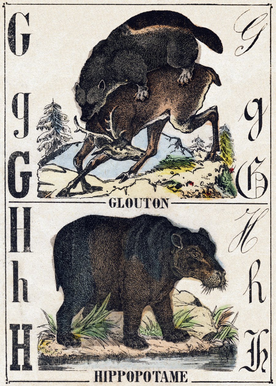 Bokstaven G frossare; H Flodhäst. Gravyr i "" Alphabet des animaux sauvages"". 9:e serien. Bildspråk av Epinal, Pellerin, tryckare-förlag, cirka 1870. Gravyrer på trä, stencilerade. 16 sidor. Mått: 20 x 15 cm. Privat samling av French School