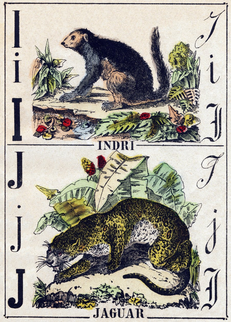 Brev I Indri (Lemurien); J Jaguar. Gravyr i "" Alphabet des animaux sauvages"". 9:e serien. Bildspråk av Epinal, Pellerin, tryckare-förlag, ca 1870. Gravyrer på trä, stencilerade. 16 sidor. Mått: 20 x 15 cm. Privat samling av French School