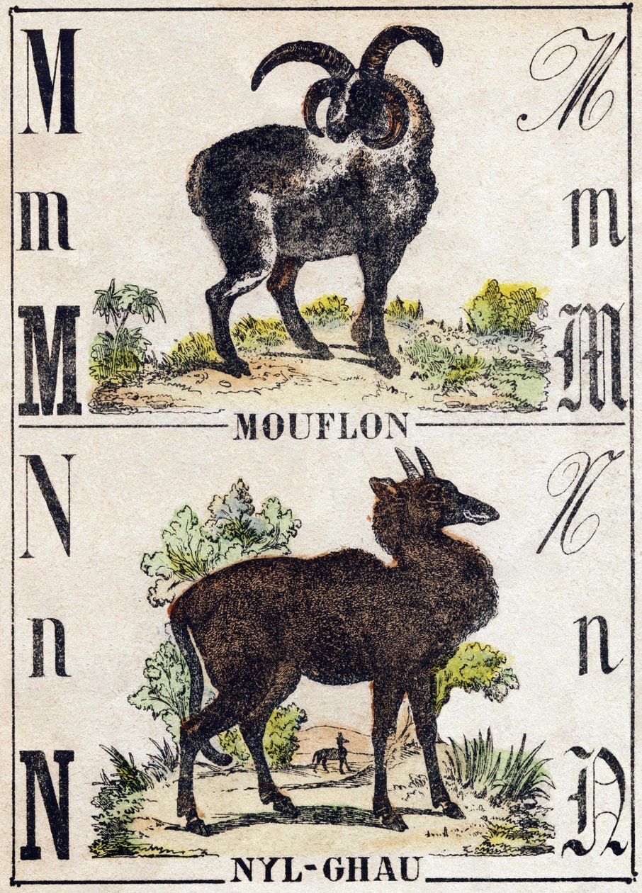 Bokstaven M Mouflon; N Nyl-ghau (Nyl ghau). Gravyr i "" Alphabet des animaux sauvages"". 9:e serien. Bildspråk av Epinal, Pellerin, tryckare-förlag, cirka 1870. Gravyrer på trä, stencilerade. 16 sidor. Mått: 20 x 15 cm. Privat samling av French School