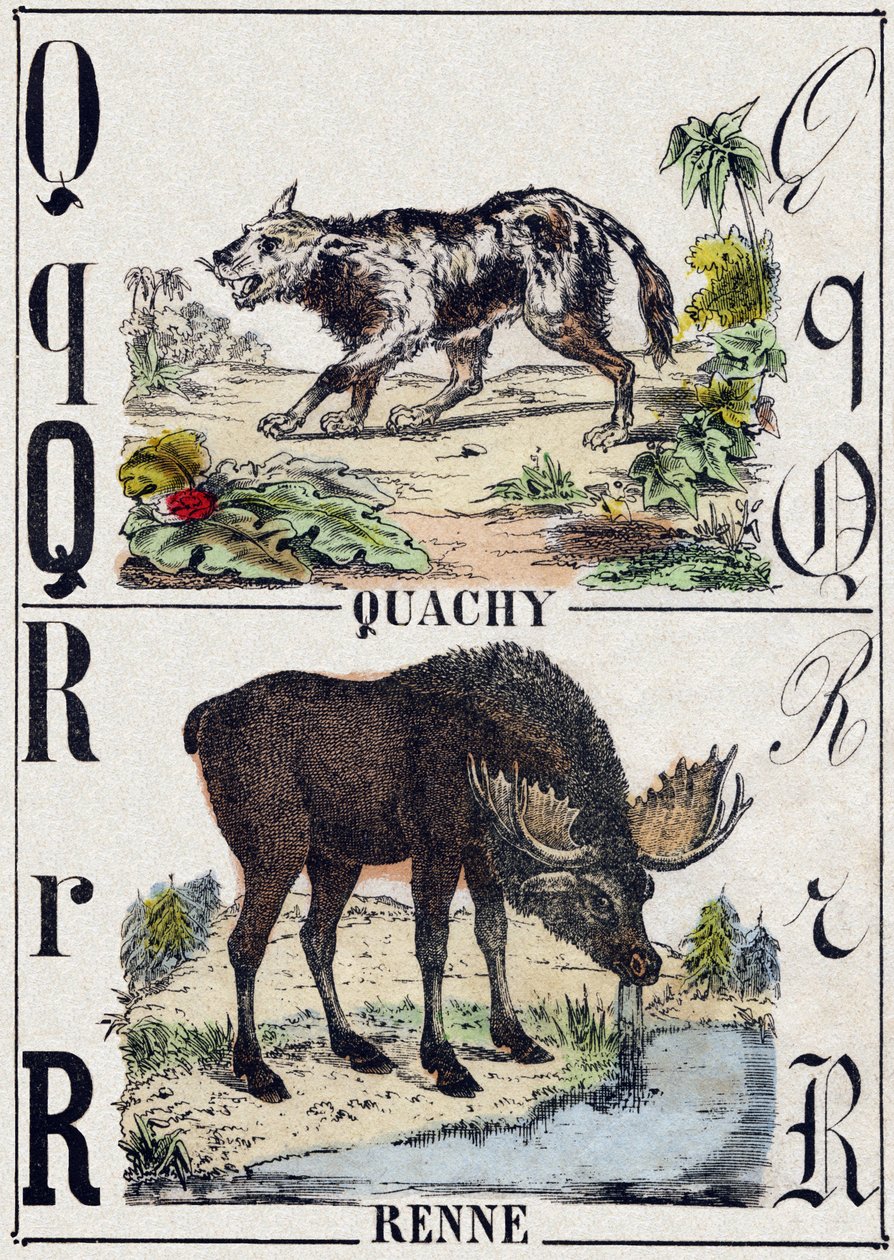 Bokstaven Q Quachy (sydamerikansk lejonhund); R Renar. Gravyr i "" Alphabet des animaux sauvages"". 9:e serien. Bildspråk av Epinal, Pellerin, tryckare-förlag, cirka 1870. Gravyrer på trä, stencilerade. 16 sidor. Mått: 20 x 15 cm. Privat samling av French School