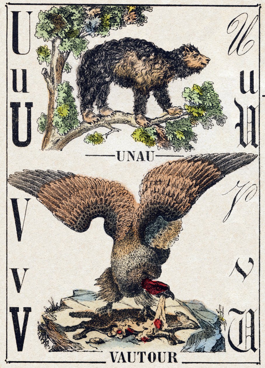 Bokstaven U Unau (lat); V Vulture. Gravyr i "" Alphabet des animaux sauvages"". 9:e serien. Bildspråk av Epinal, Pellerin, tryckare-förlag, cirka 1870. Gravyrer på trä, stencilerade. 16 sidor. Mått: 20 x 15 cm. Privat samling av French School