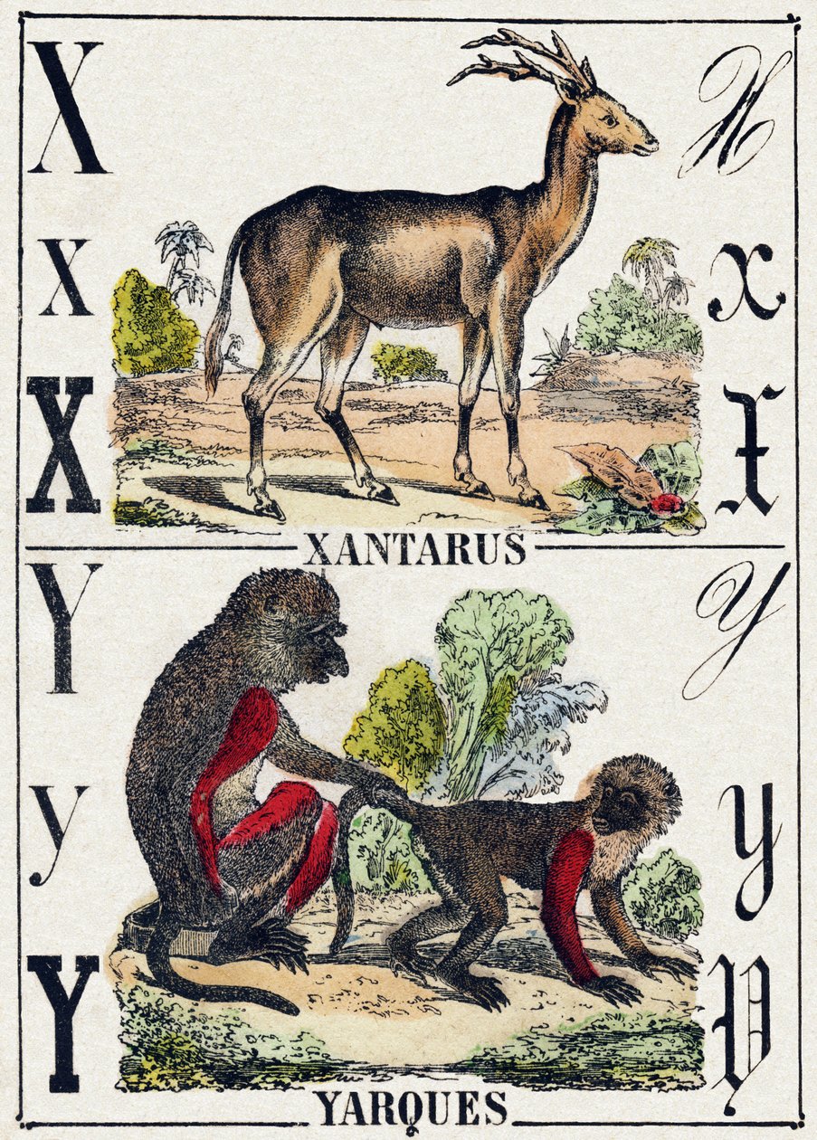 Bokstav X Xantarus; Yarques. Gravyr i "Wild Animals Alphabet". 9:e serien. Bildspråk av Epinal, Pellerin, tryckare-förlag, cirka 1870. Gravyrer på trä, stencilerade. 16 sidor. Storlek: 20 x 15 cm. Privat samling av French School