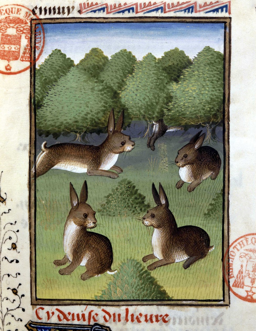 Lievres - i "" Hunting Book of Gaston Phoebus, Count of Foix, Lord of Bearn"" av French School