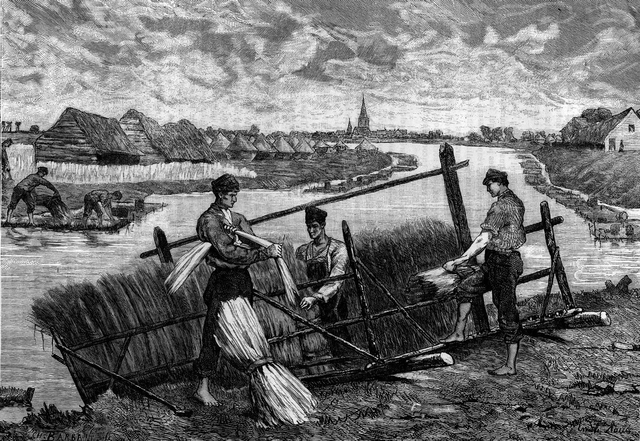 Linne: linne rusar i Riviere Lys. Gravyr i "Le Journal de la jeunesse"" av French School