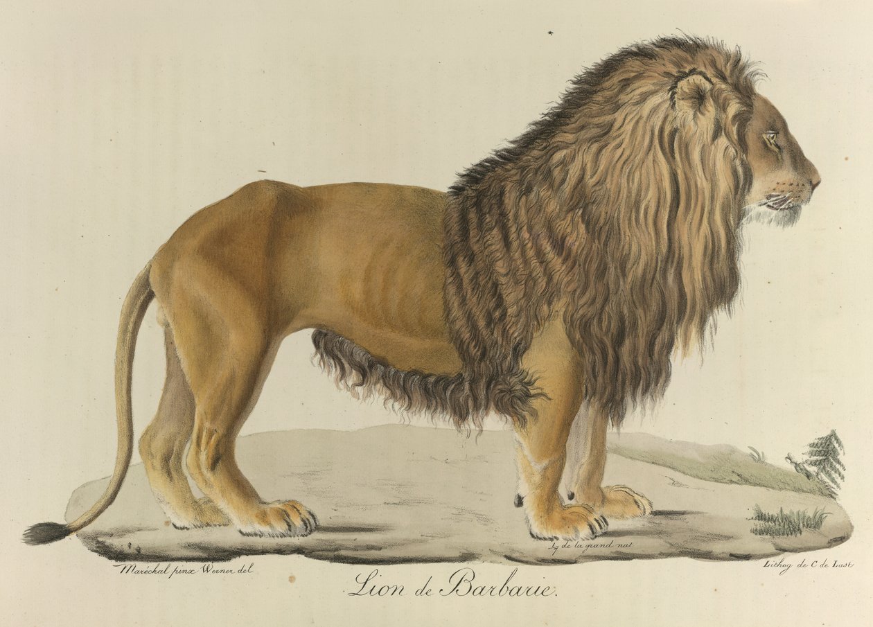 Barbary lejon. Ett Barbary-lejon, från 