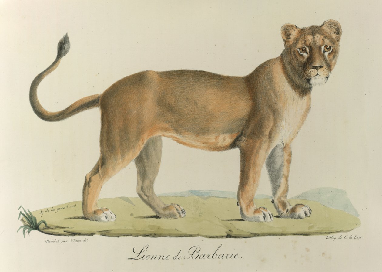 Barbary lejon. En barbarisk lejoninna, från "Natural History of Mammals" (färg litho) av French School
