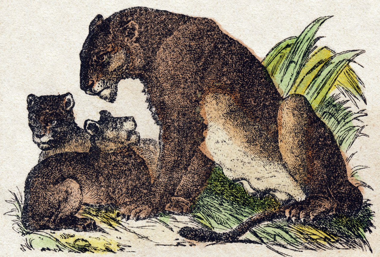 Lejoninna. Gravyr i "" Alphabet des animaux sauvages"". 9:e serien. Bildspråk av Epinal, Pellerin, tryckare-förlag, ca 1870. Gravyrer på trä, stencilerade. 16 sidor. Mått: 20 x 15 cm. Privat samling av French School