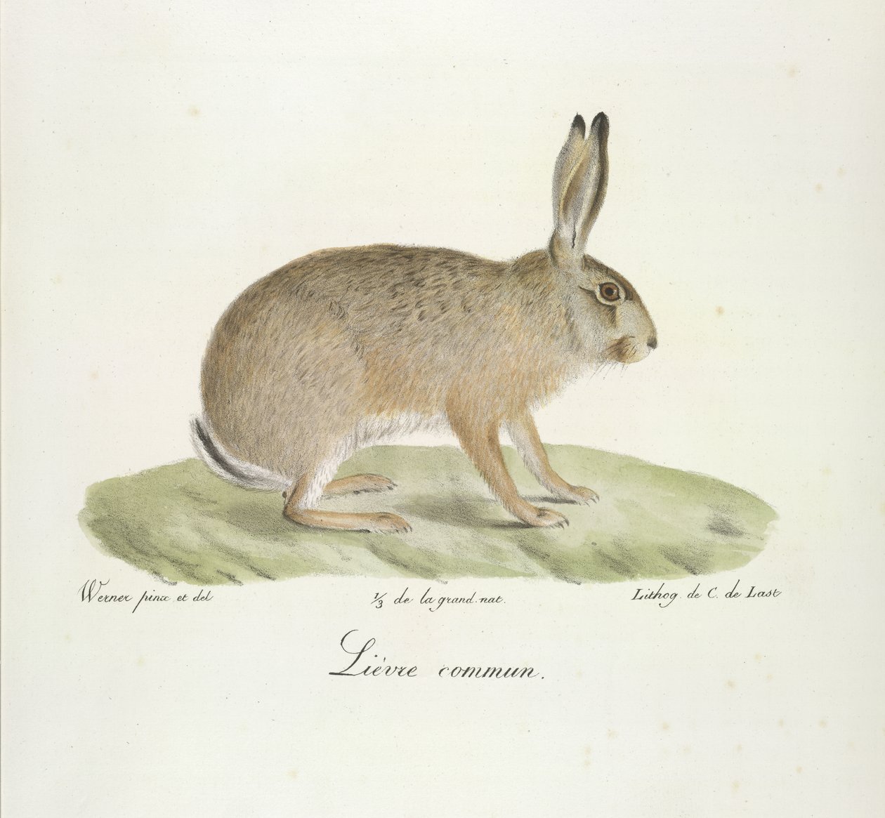 Vanlig hare, vanlig hare, från Natural History of Mammals (färg litho) av French School