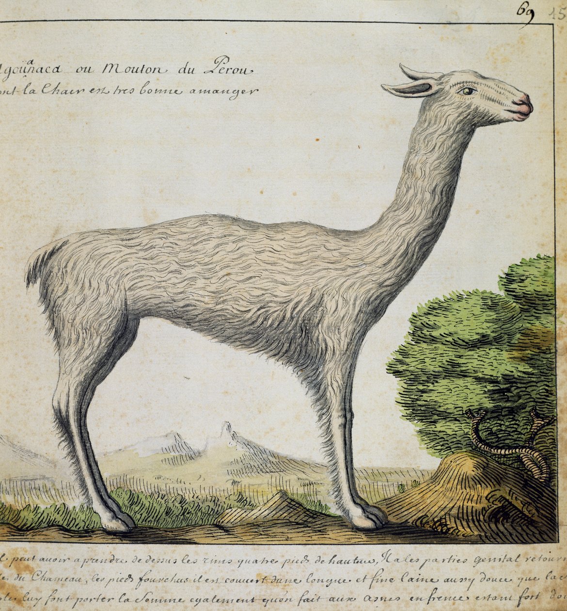Lama, Peru, akvarell från loggbok av Jacques Gouin de Beauchesne (1652-1730), kapten på Compagnie royale de la Mer du Sud, från 1698 till 1701, Frankrike av French School