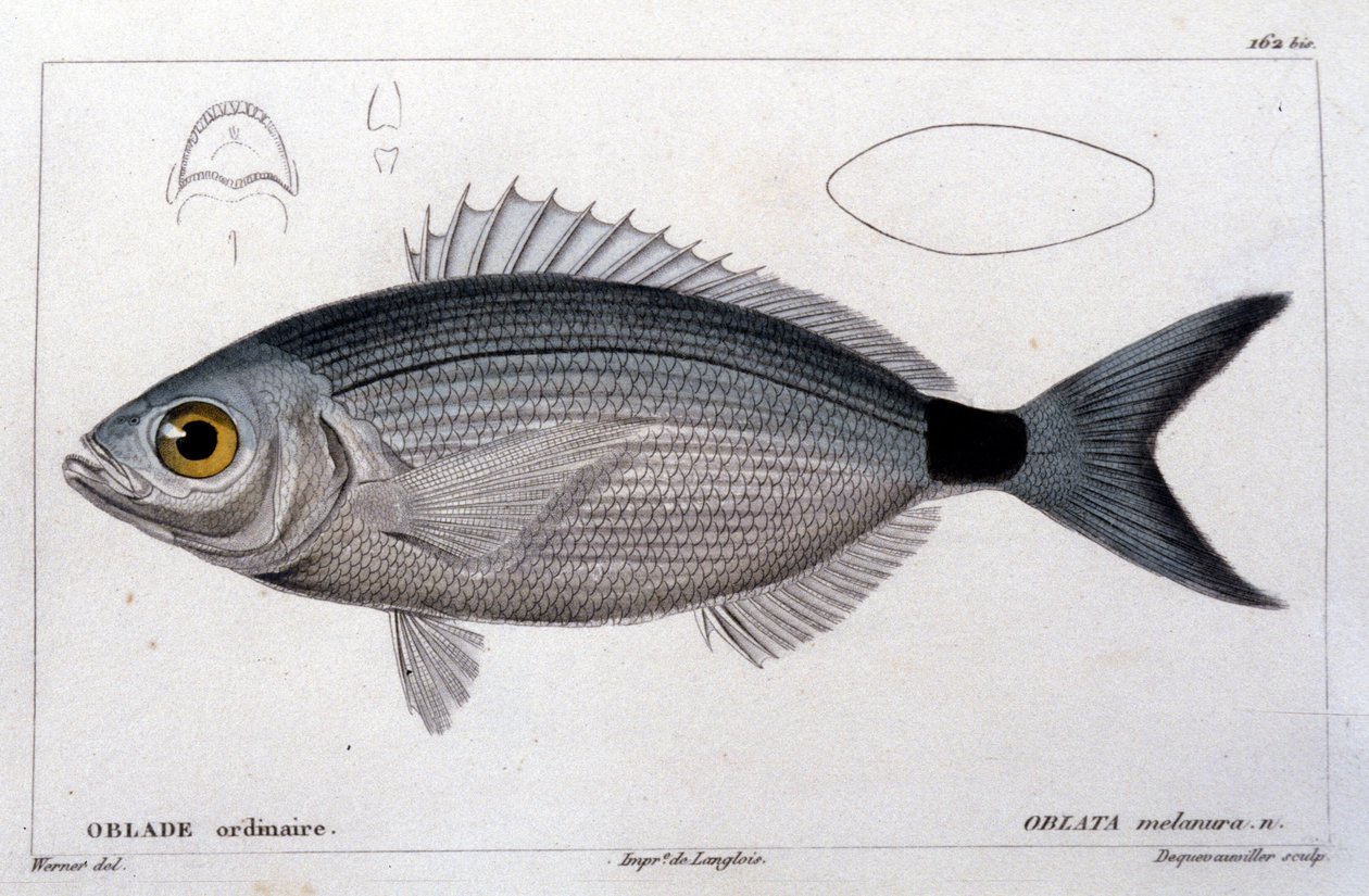 Det vanliga oblade efter "Fiskens naturhistoria" av Cuvier, Valenciennes, Paris av French School