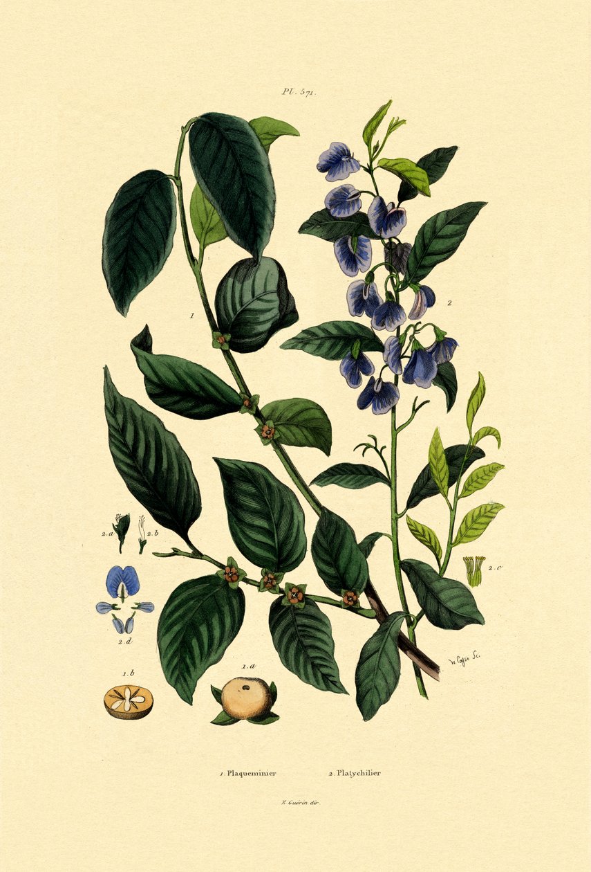 Lotus plommon, 1833-39 av French School