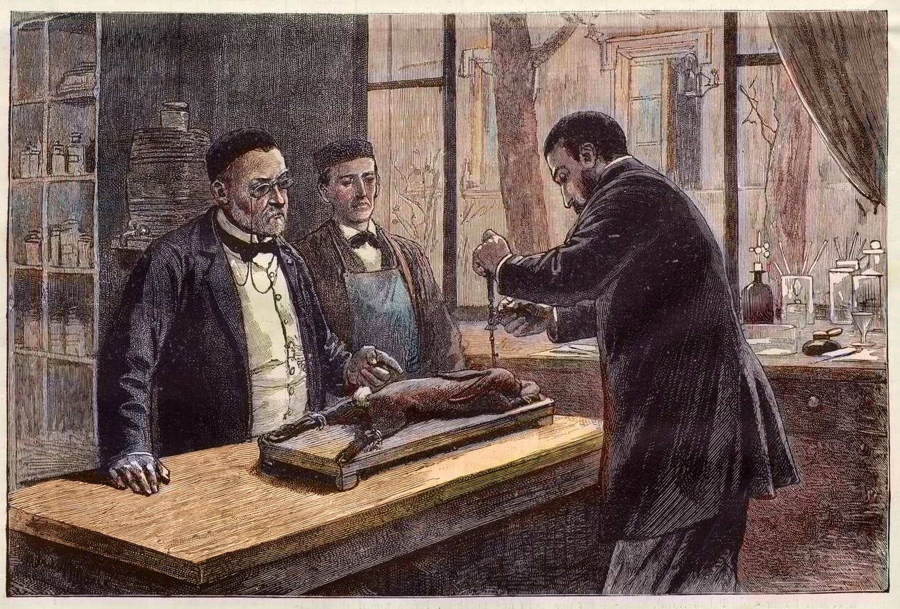 Louis Pasteur (1822-1895), fransk kemist och mikrobiolog, experimenterar på en kloroformad kanin under sitt sökande efter ett botemedel mot rabies. av French School