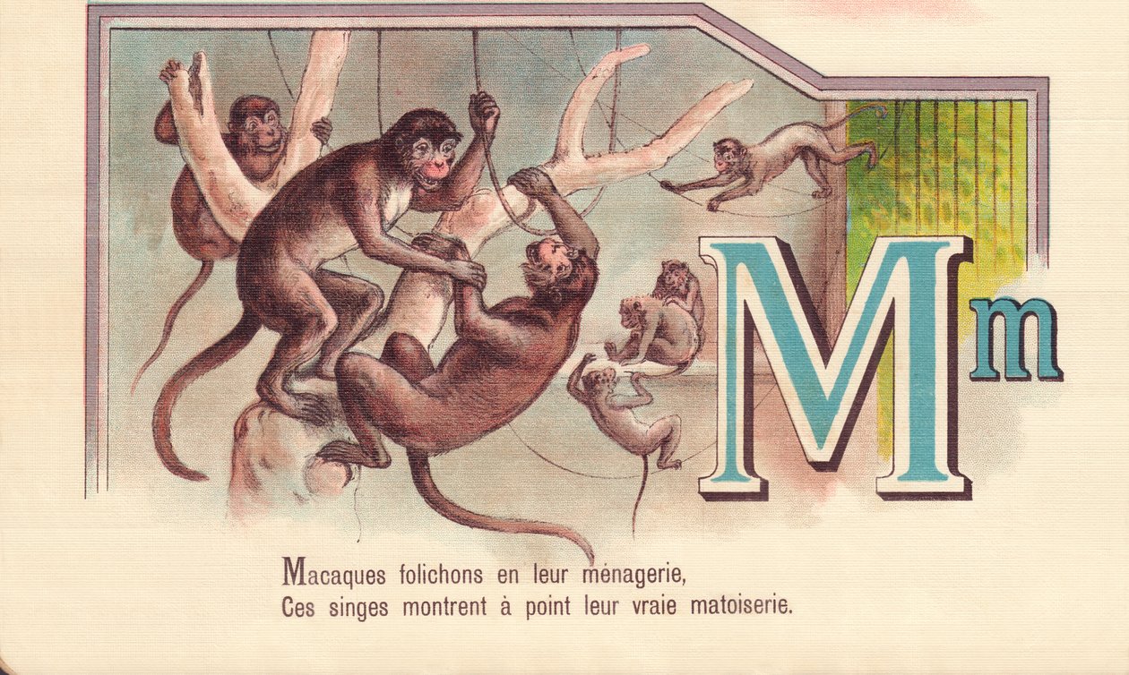 M: Makaker broschyrer i deras menageri, Dessa apor visar deras sanna matoiserie av French School