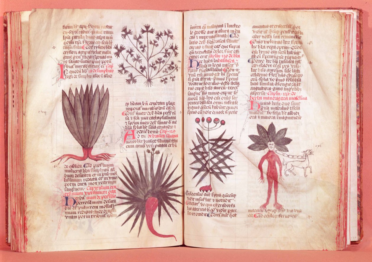 Mandrake, från ett fördrag av Dioscorides (40-c.90 e.Kr.) av French School