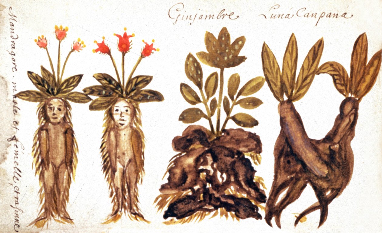 Mandrake, ingefära, Luna Campana av French School